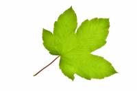 Erable sycomore - feuille (Acer pseudoplatanus)